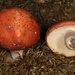 Russula font-queri - Photo (c) John Plischke, some rights reserved (CC BY-NC-SA), uploaded by John Plischke