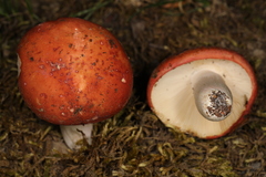 Russula font-queri