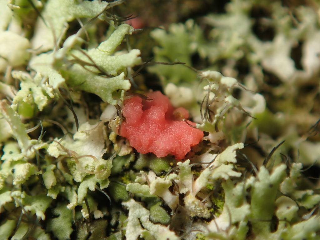 Illosporiopsis
