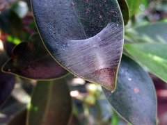 Bijoaraneus mitificus