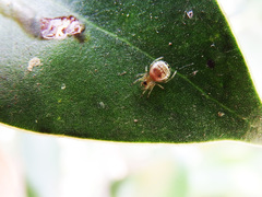 Bijoaraneus mitificus