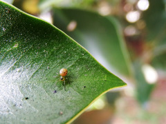 Bijoaraneus mitificus