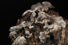 Thelephora cuticularis