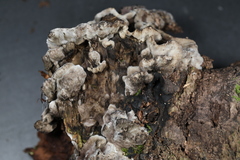 Thelephora cuticularis