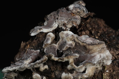 Thelephora cuticularis