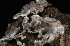 Thelephora cuticularis
