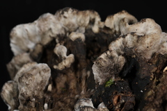 Thelephora cuticularis