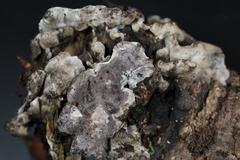 Thelephora cuticularis