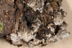 Thelephora cuticularis