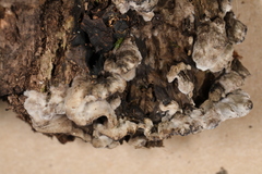Thelephora cuticularis