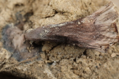 Thelephora regularis