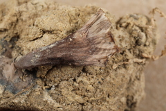 Thelephora regularis