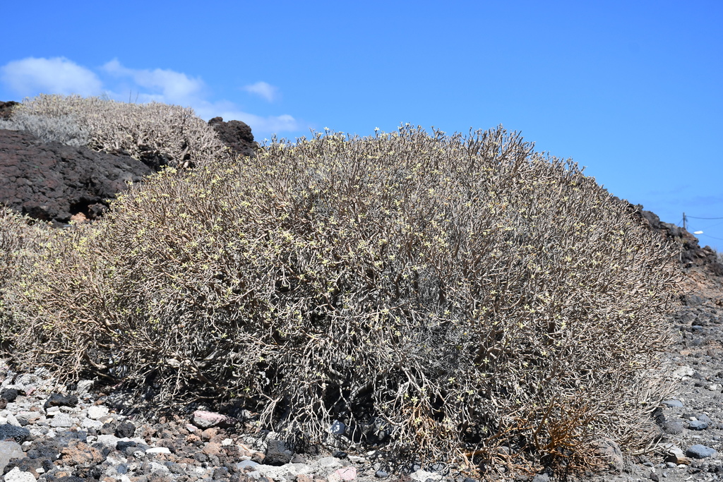 Euphorbia balsamifera Aiton