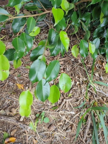 Ficus benjamina observed 2026-02-24