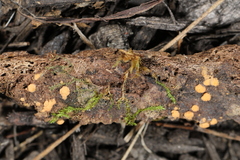 Sphaerosporium lignatile