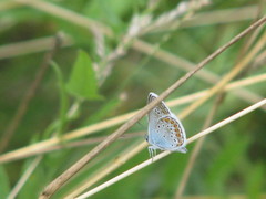 Plebejus argus