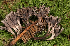 Thelephora scissilis