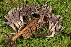 Thelephora scissilis