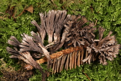 Thelephora scissilis