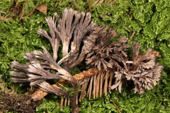 Thelephora scissilis