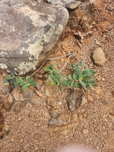 Euphorbia celastroides observed 2026-01-10
