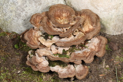 Thelephora americana