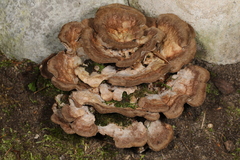 Thelephora americana