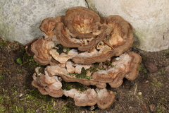 Thelephora americana