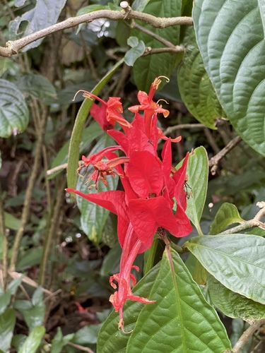 Ruellia chartacea observed 2020-02-20