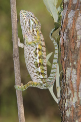 Furcifer lateralis