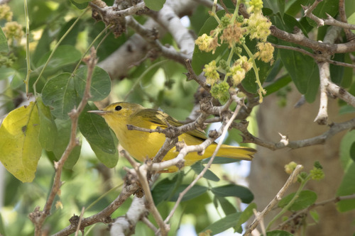 Mangrove Yellow Warbler (Setophaga petechia)