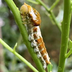 Papilio fuscus