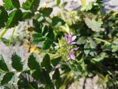 Erodium moschatum