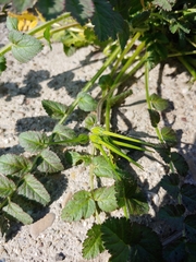 Erodium moschatum