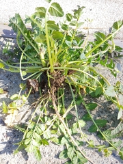 Erodium moschatum