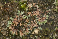Riccia nigrella