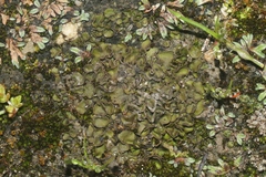 Placidium squamulosum