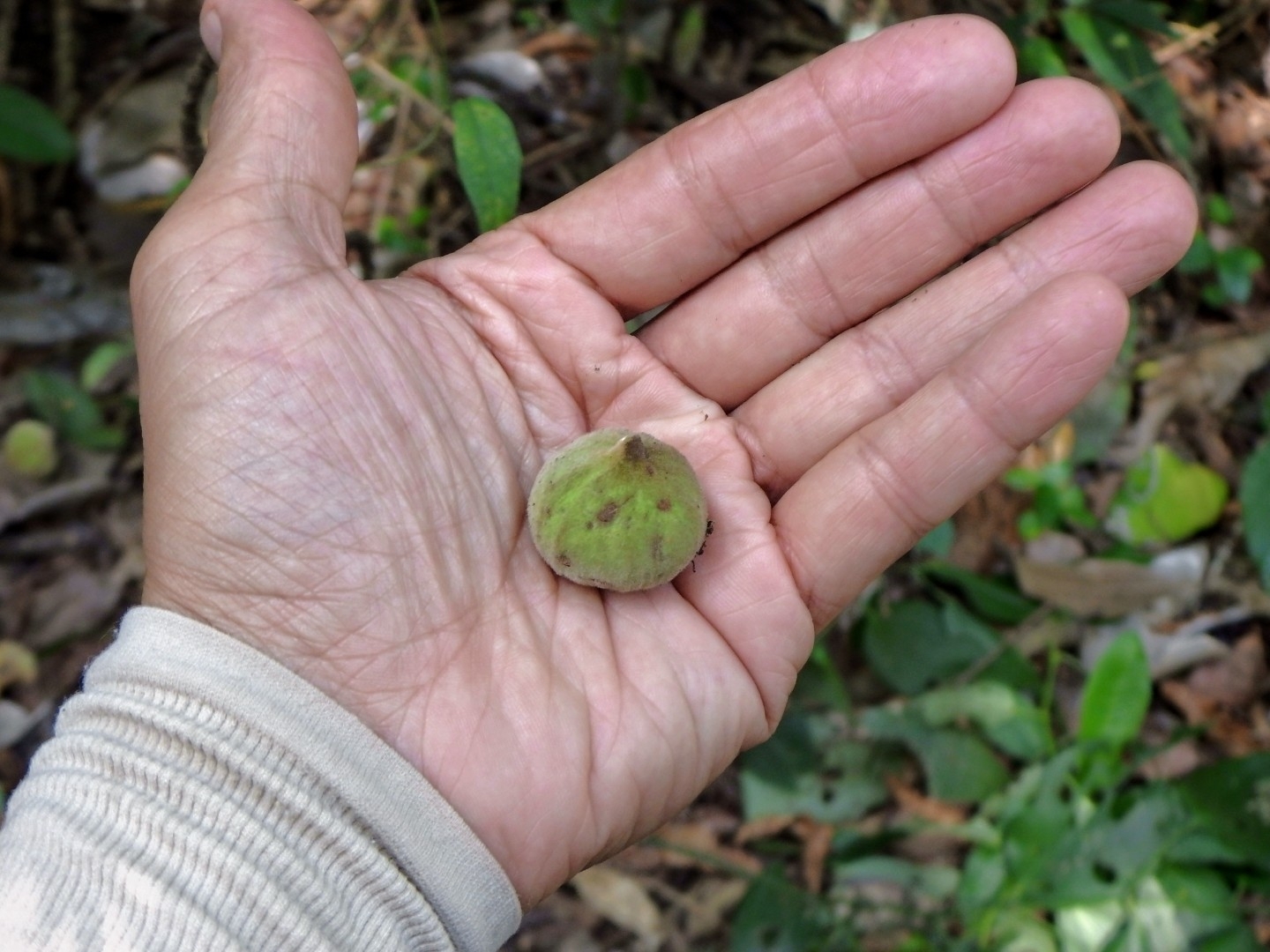 Campomanesia guazumifolia