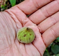 Campomanesia guazumifolia, photograph (c) Cecilia Fer Díaz, some rights reserved (CC BY)