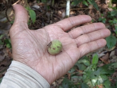 Campomanesia guazumifolia, photograph (c) Cecilia Fer Díaz, some rights reserved (CC BY)
