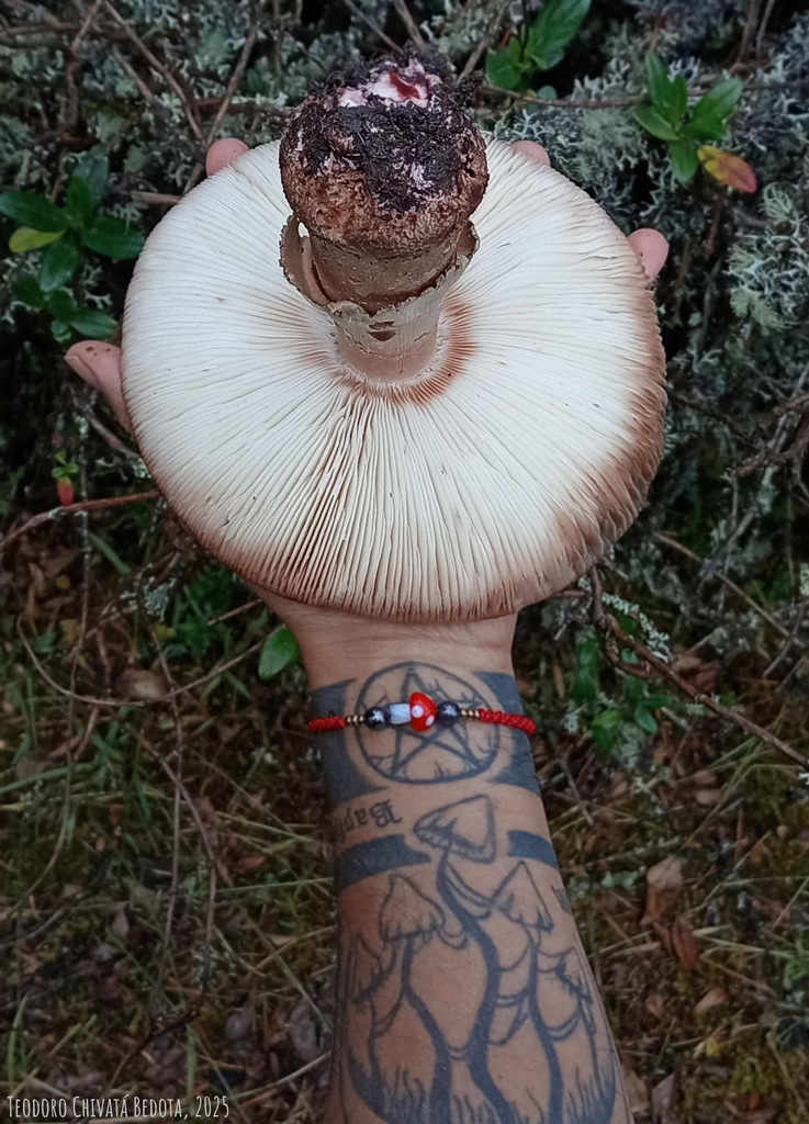 Amanita brunneolocularis · December 2025 · photo: © teodoro_chivatabedoya (iNaturalist, cc-by)