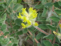 Astragalus dasyanthus