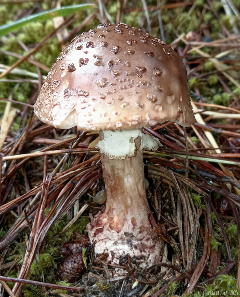Amanita brunneolocularis · December 2025 · photo: © teodoro_chivatabedoya (iNaturalist, cc-by)