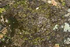 Placidium squamulosum