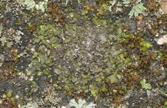 Placidium squamulosum