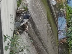 Nycticorax nycticorax