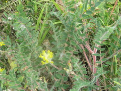 Astragalus dasyanthus