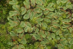 Riccia campbelliana