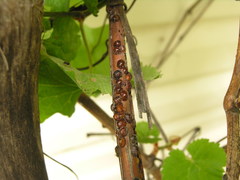 Parthenolecanium corni