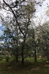 Eucalyptus crenulata